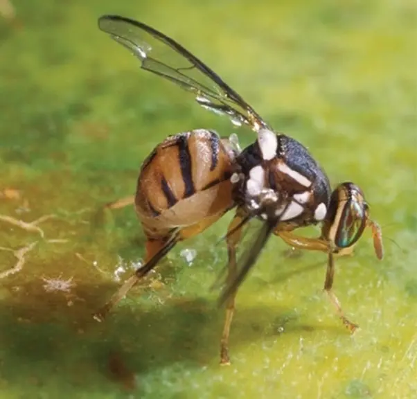 <em class="placeholder">Bactrocera dorsalis</em>