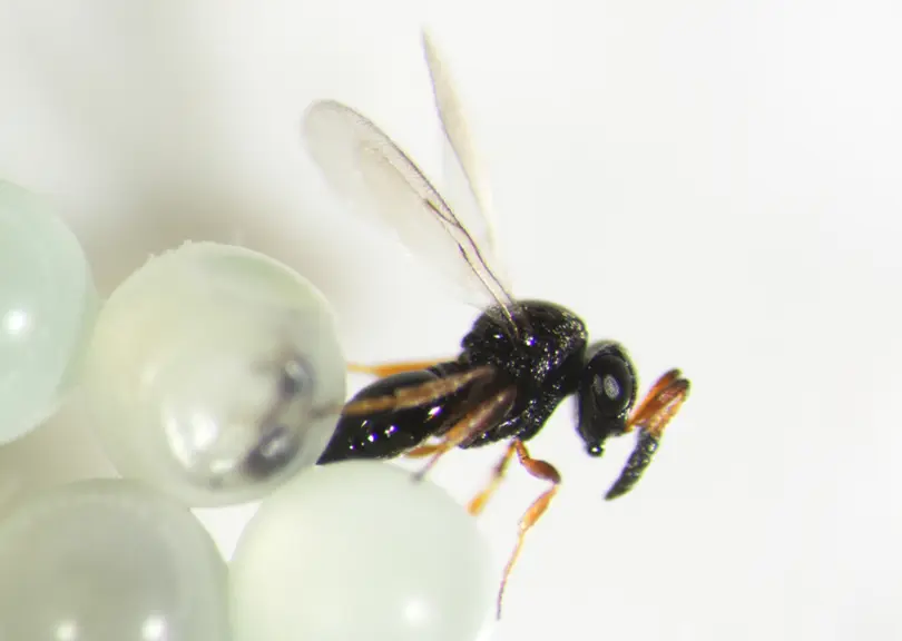 parasitoïde Trissolcus mitsukurii