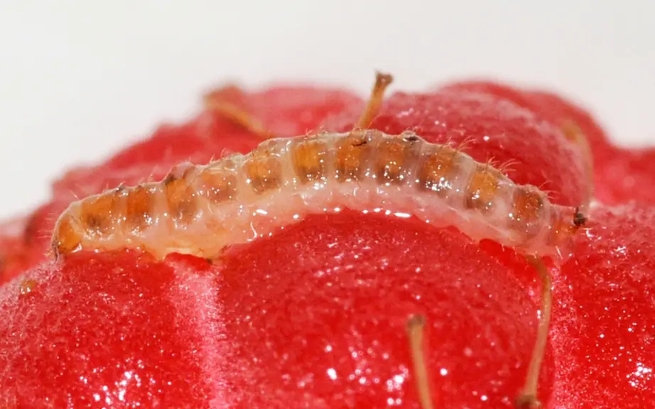 larve de Byturus tomentosus framboise