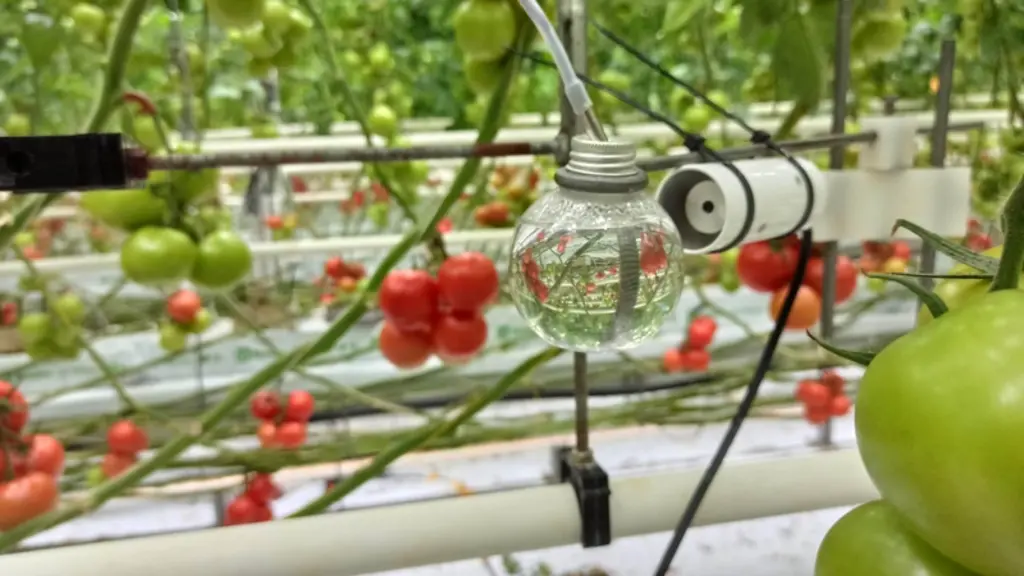 capteur faux fruit serre tomate