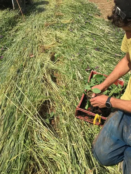 <em class="placeholder">La plantation des légumes peut se faire dans un couvert couché.</em>