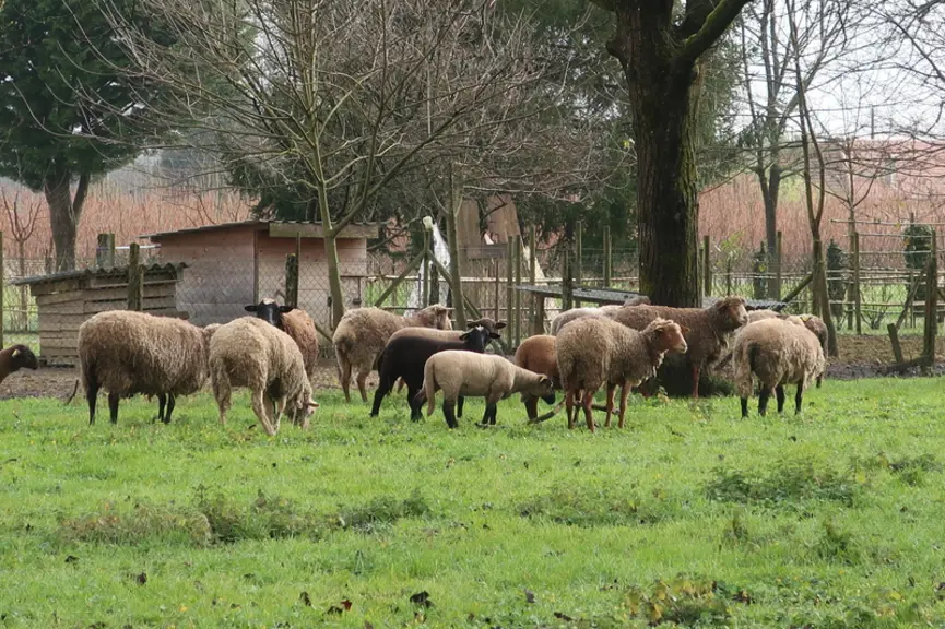 Le troupeau de Cédric Ruzzin pâture également sous ses noyers en dehors de la période de présence du troupeau transhumant.  </
