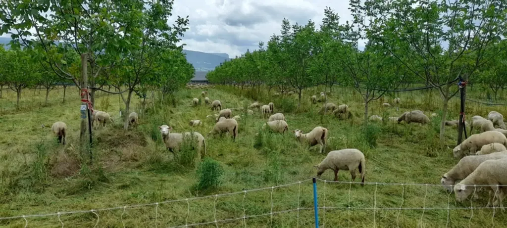 Des évaluations agronomiques du pâturage sous noyers sont prévues dans le cadre du projet Pârten’R-Aura.