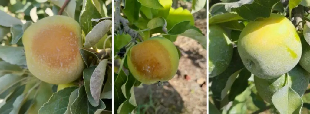pomme maladie coup de soleil attaque insectes