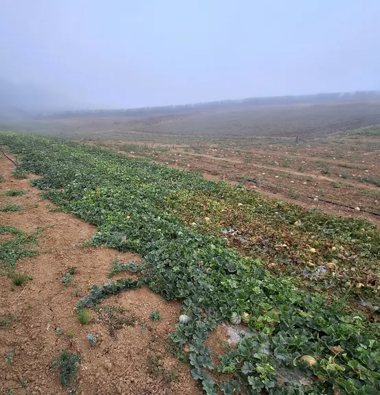 mildiou melon