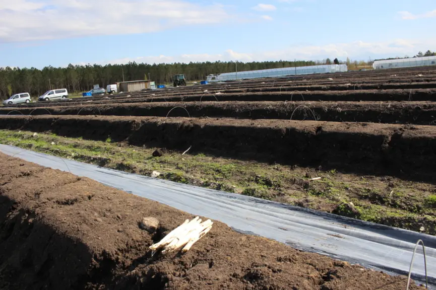 <em class="placeholder">Pour s’assurer d'avoir des asperges en mars,  les parcelles sont conduites avec un film de paillage thermosoudé noir + th
