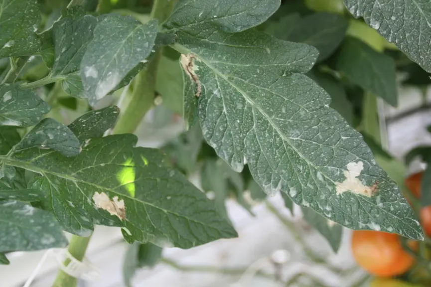 dégâts Tuta absoluta sur tomate