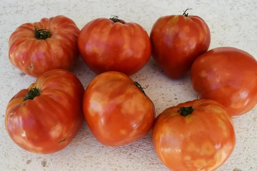 Les dégâts en production sont restreints aux fruits et se caractérisent par de fortes décolorations et des déformations les re