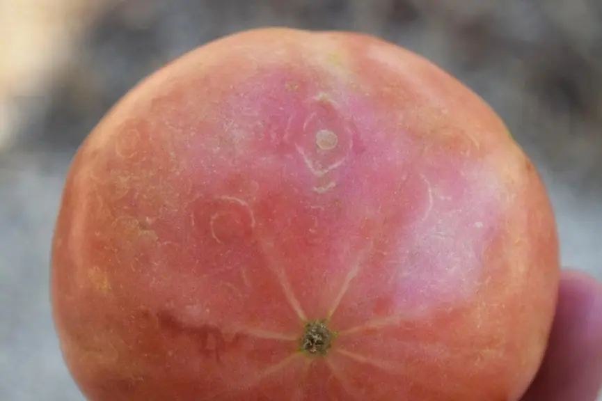 Tomate : Vigilance sur le virus ToFBV