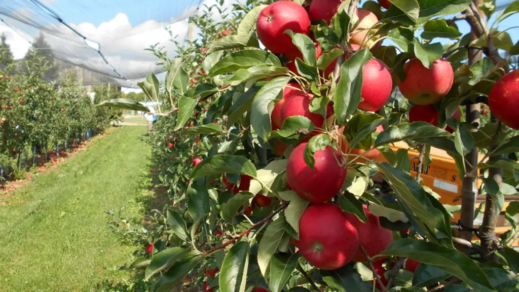 Verger de pommes en Alsace