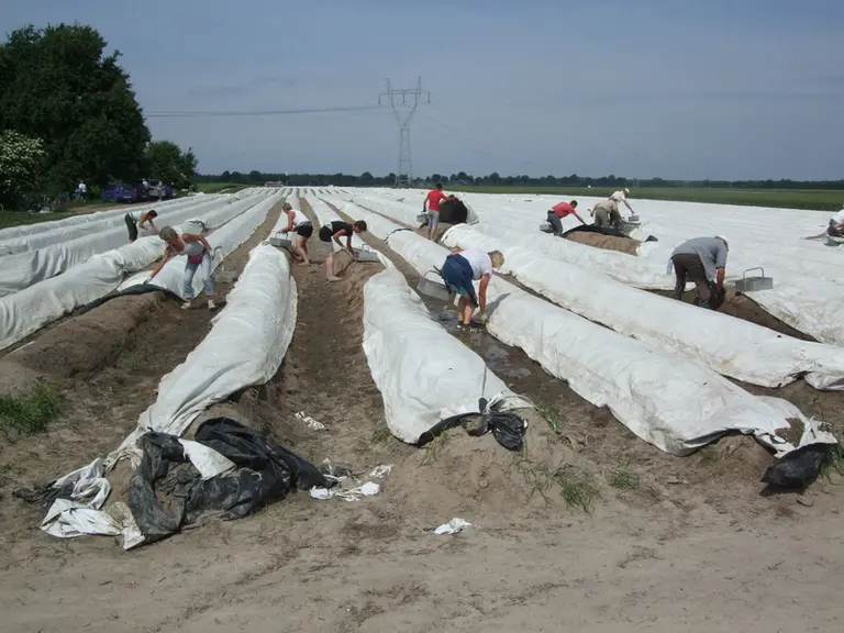 En l'absence de saisonniers ukrainiens, les producteurs d'asperges polonais font appel à des travailleurs originaire