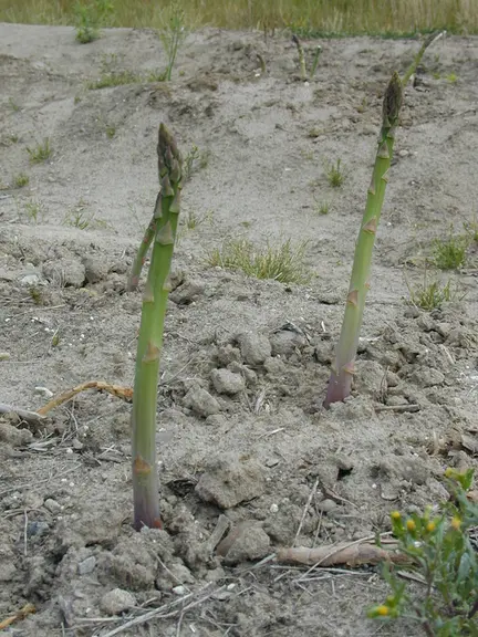 L'asperge verte représente désormais une part importante de la production polonaise, au détriment de l'asperge blanc