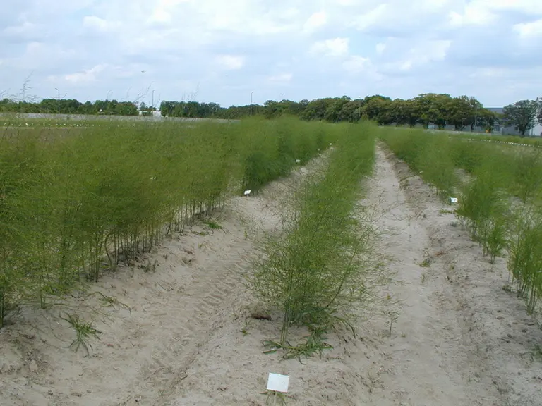 Botrytis cinerea constitue l'un des principaux risques sanitaires en production d'asperges en Pologne.