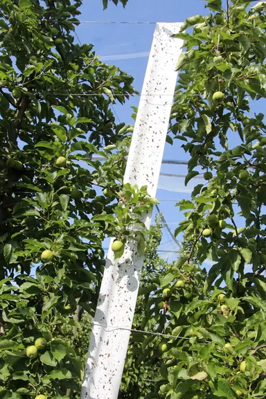 Bande enduite pour piégeage massif d'hoplocampe du pommier dans un verger de pommes.