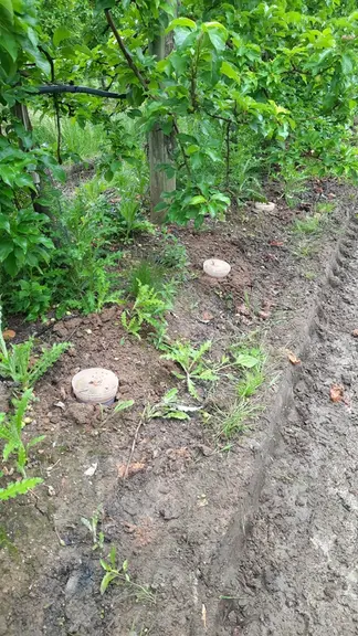 La piste de l’apport de nématodes entomopathogènes doit être affinée.
