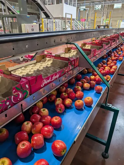 <em class="placeholder">Ligne de conditionnement avec des pommes Pink Lady dans la station fruitière de Pomanjou à Verrières-en-Anjou dans le Maine-et-Loire.</em>
