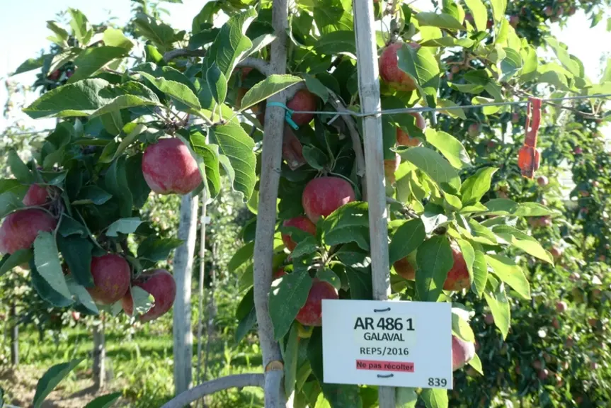 Pommes et poires : le long parcours de la création variétale