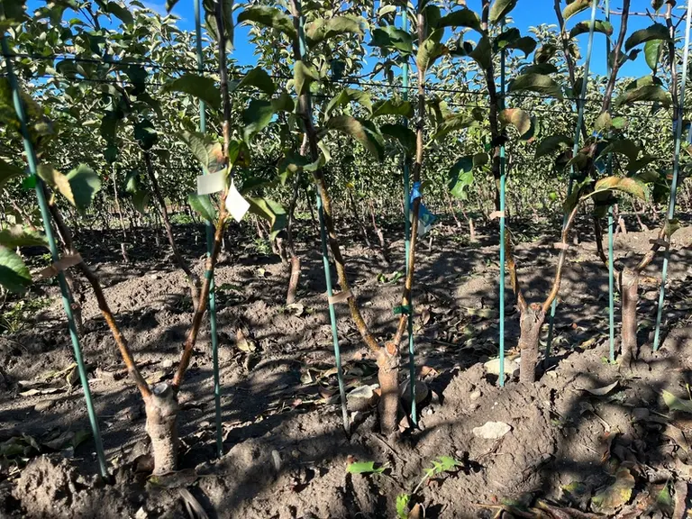 Plants biaxes de pommiers en pépinière.