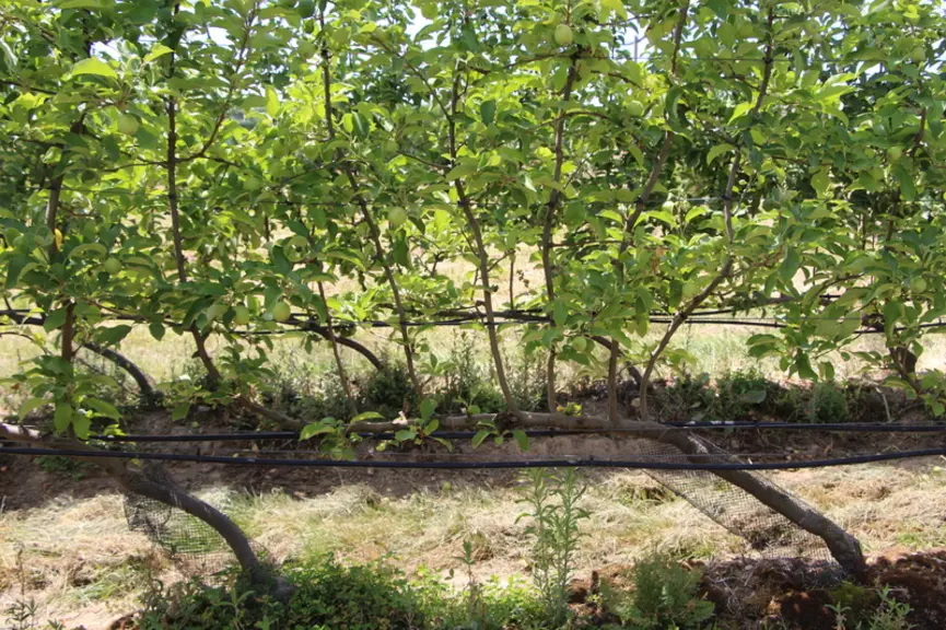 Plants de pommier multileader.