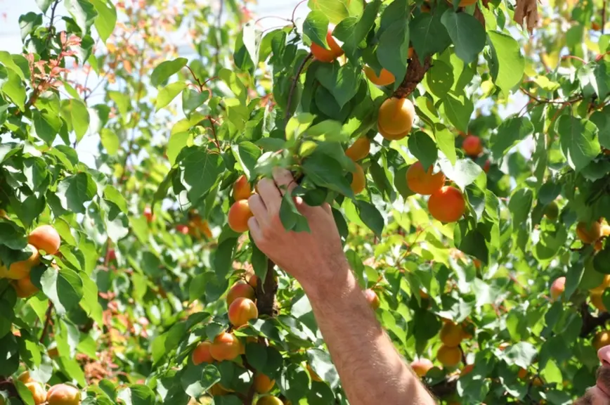 Cueillette d'abricots