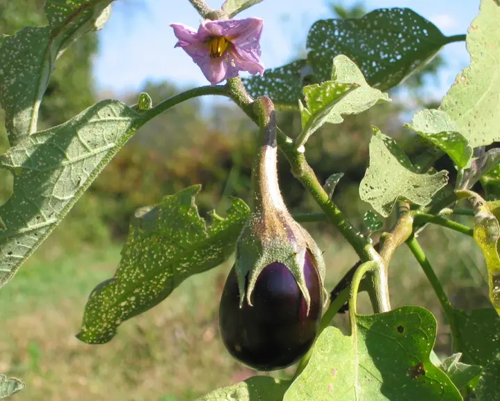 Une aubergine en train de pousser.