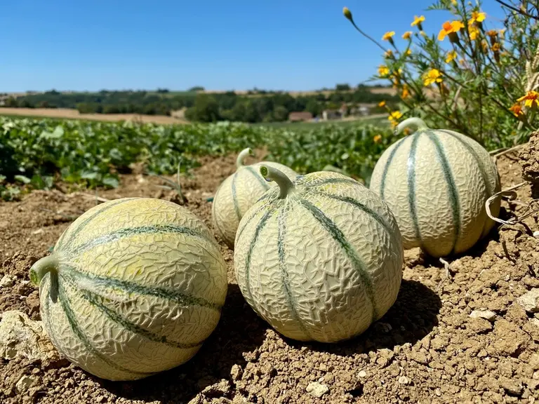 Des melons au bord d'une parcelle.