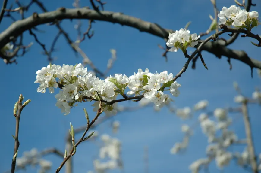 Poirier de la variété Abbé Fetel en floraison.