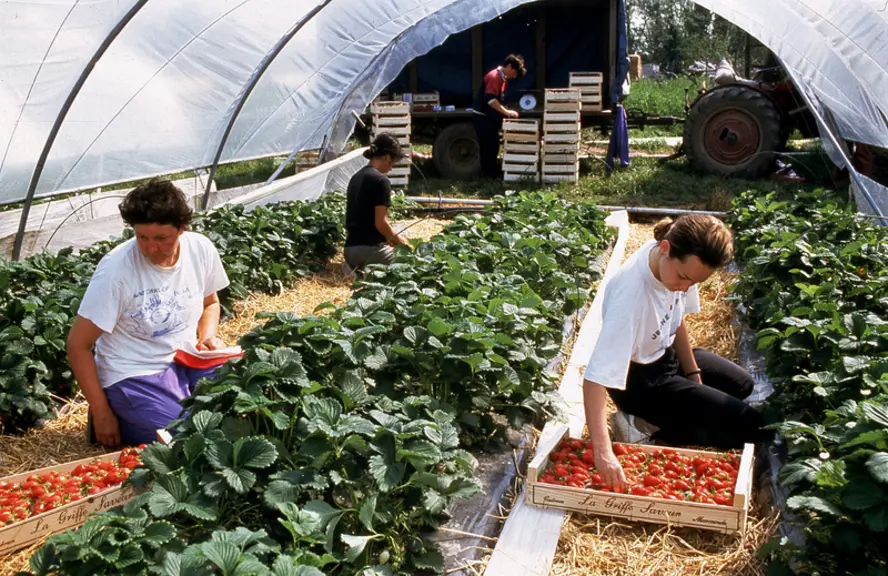 Deux femmes à genoux en train de cueillir des fraises sous tunnel.