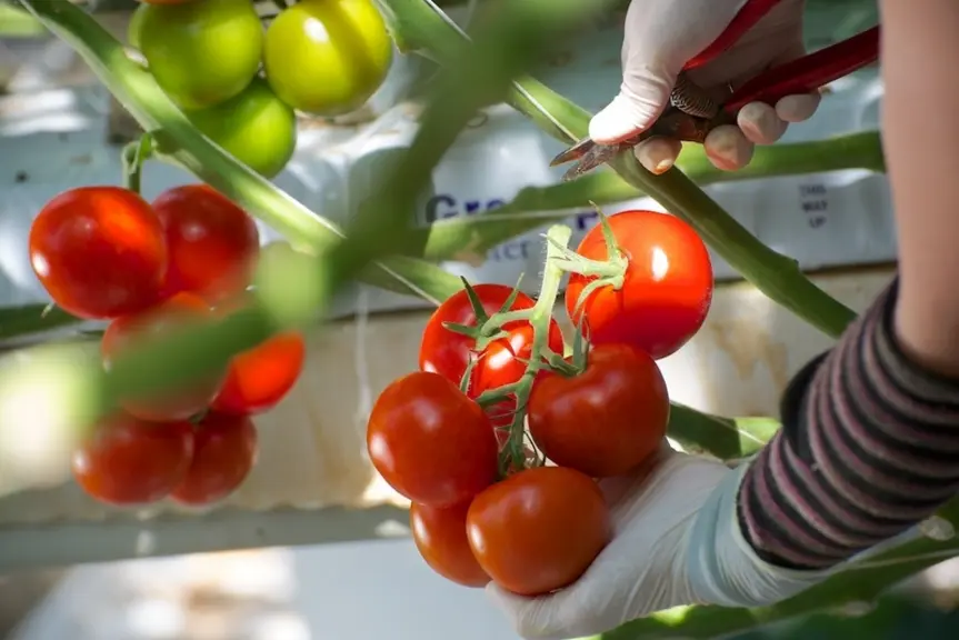 44,Tomates de France, marque Océane, SCA Olivier Frères, serres de Saint-Julien-de-Concelles et de Haute Goulaine, MM. Laurent
