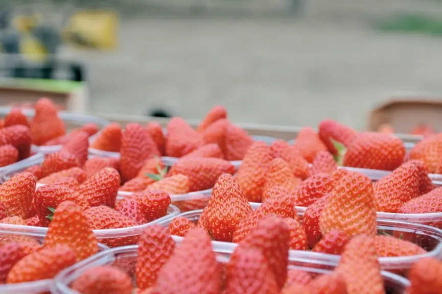 Mise en barquette manuelle de fraises en récolte.
