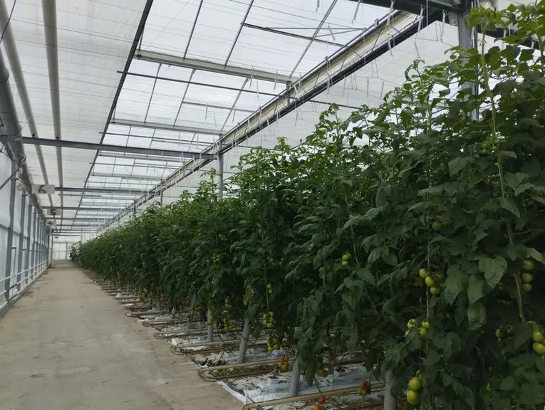 serre de tomate avec écran thermique innovant en Bretagne