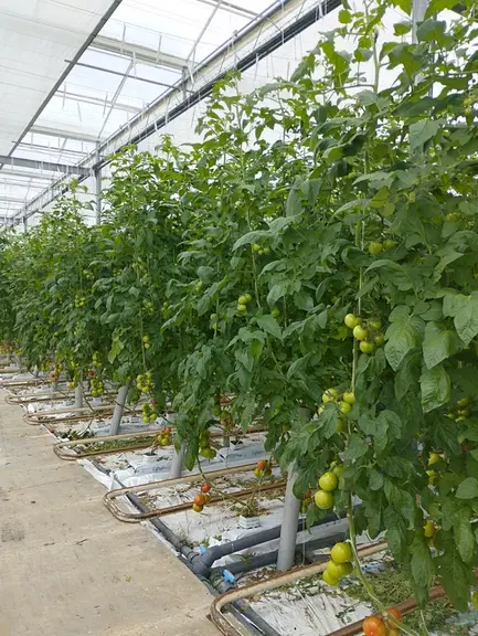 serre de tomate avec écran thermique innovant en Bretagne