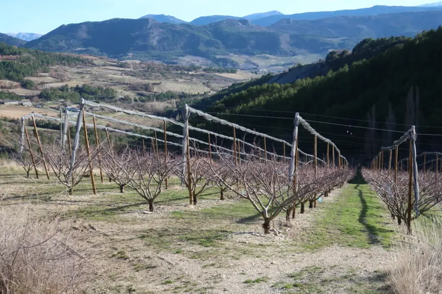 <em class="placeholder">Un verger d'abricotiers dans les Baronnies Provençales, en Drôme, récemment équipé de filets paragrêle, financé à hauteur de 80% par la Région Auvergne Rhône-Alpes. ...</em>