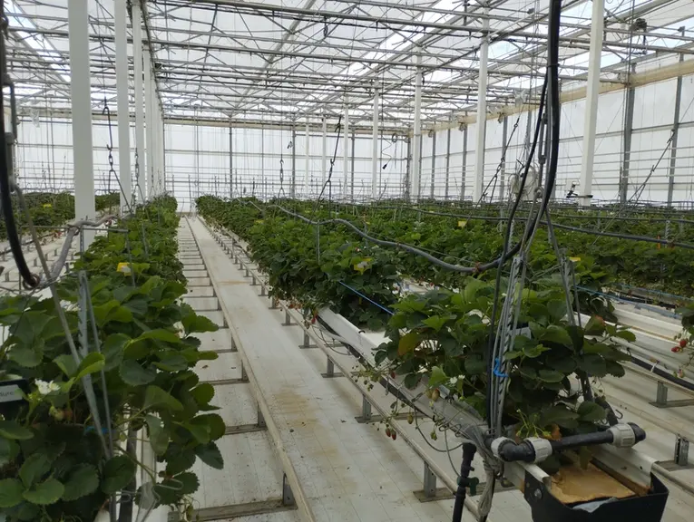 essai variétal fraise résilience changement climatique hausse température ctifl gard
