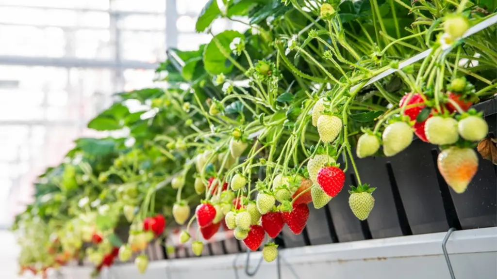 Variété de fraise Limore one issue d'un semis.