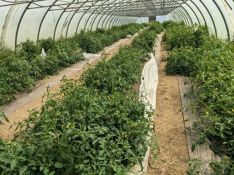 Essai de culture de tomate conduite en tunnel nantais dans les Pyrénées-Orientales.