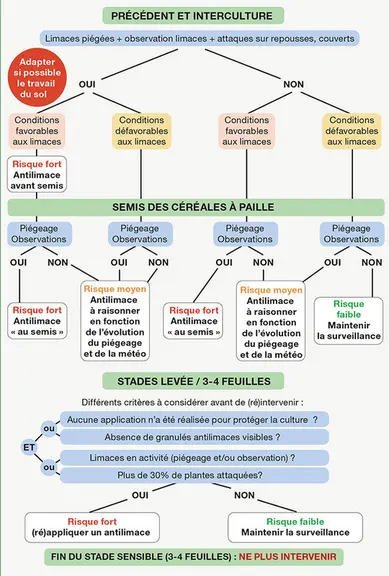 Limaces : bien évaluer le risque pour les cultures