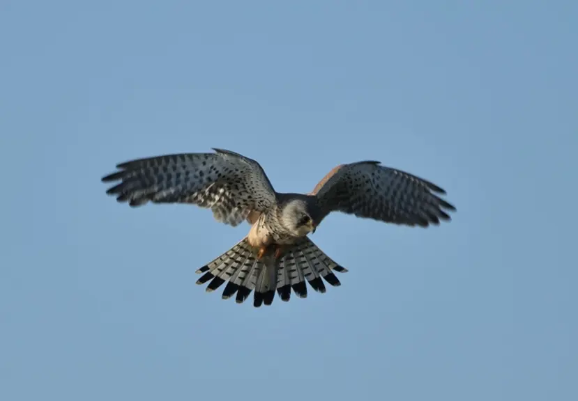 Le faucon crécerelle est commun dans les campagnes. Il consomme beaucoup de rongeurs. © C. Gloria