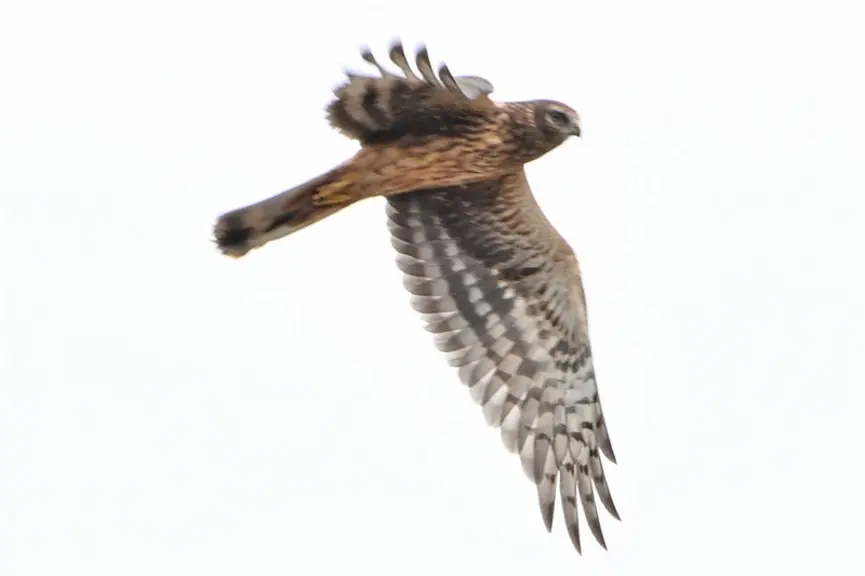 Le busard cendré est un rapace migrateur nichant souvent dans les champs de céréales. © G. Omnès