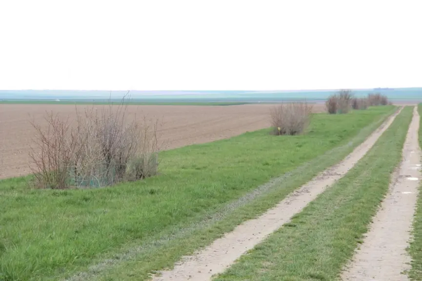 Des aménagements tels ces buissons et la bande enherbée sont favorables à la biodiversité. © C.Gloria