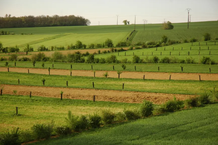 En système agroforestier, la densité d'arbre doit être comprise entre 50 et 100 plants à l'hectare de façon à ne pas trop concurrencer la culture. © A