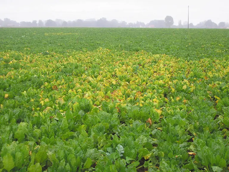 La jaunisse virale se signale par des ronds dans les parcelles de betteraves. © ITB