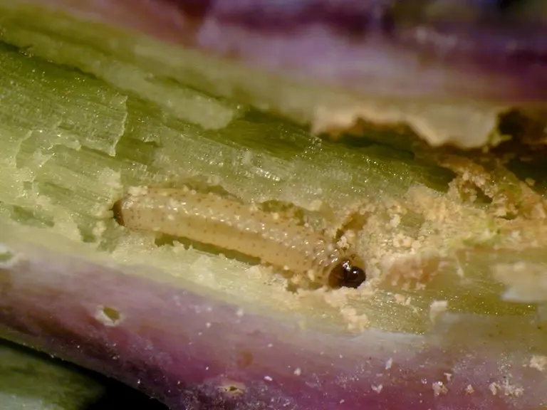 Larve de grosse altise dans un collet de jeune plantule de colza. © DR