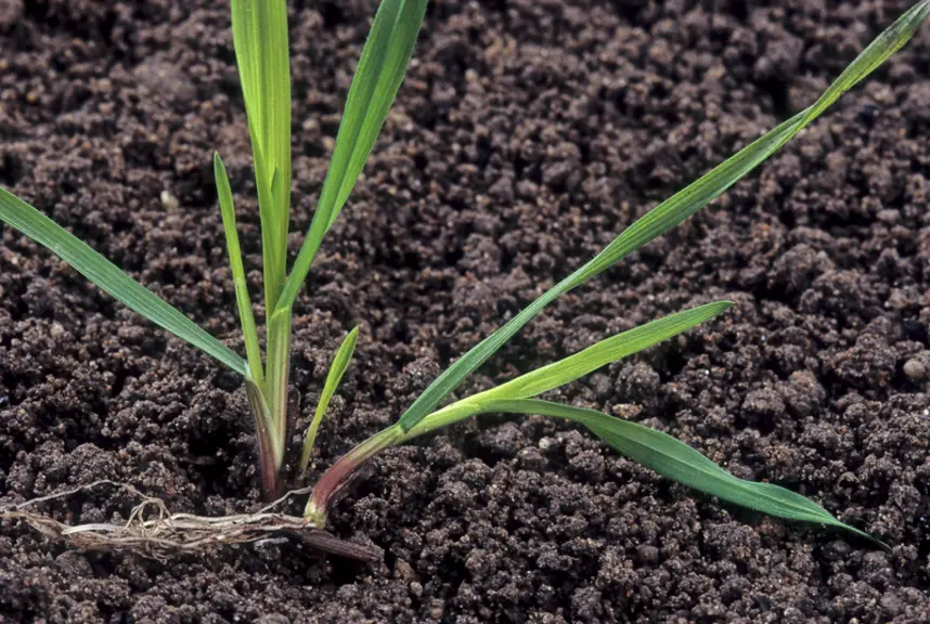Le brome est une graminée détruite efficacement avec le labour. © C. Watier