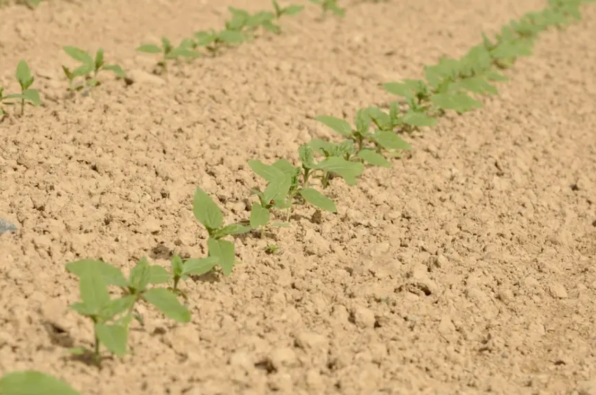Le stade "4 feuilles" des tournesols est celui le plus souvent retenu pour le désherbage de post-levée des variétés tolérantes aux herbicides. © G. Om