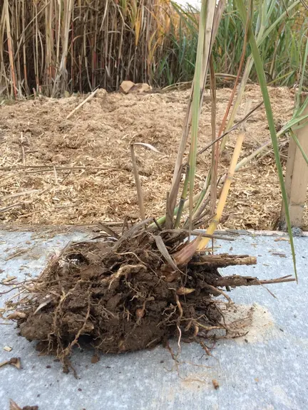 Miscanthus giganteus se multiplie par division des rhizomes. © C. Baudart