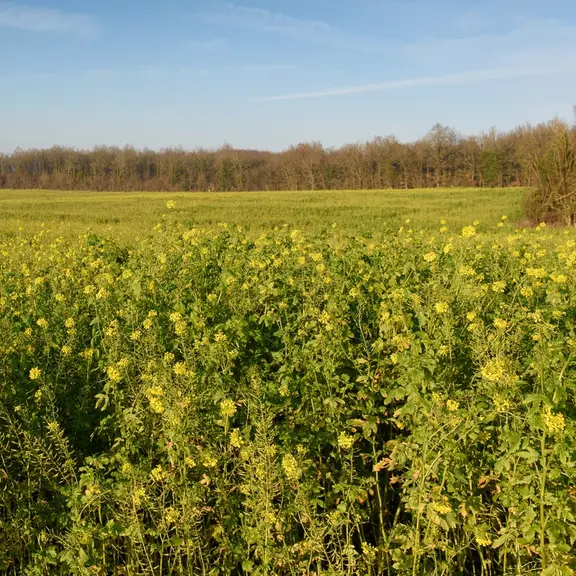 Les couverts composés principalement de moutarde ont de nombreux inconvénients pour les petites espèces sauvages. © G. Omnès