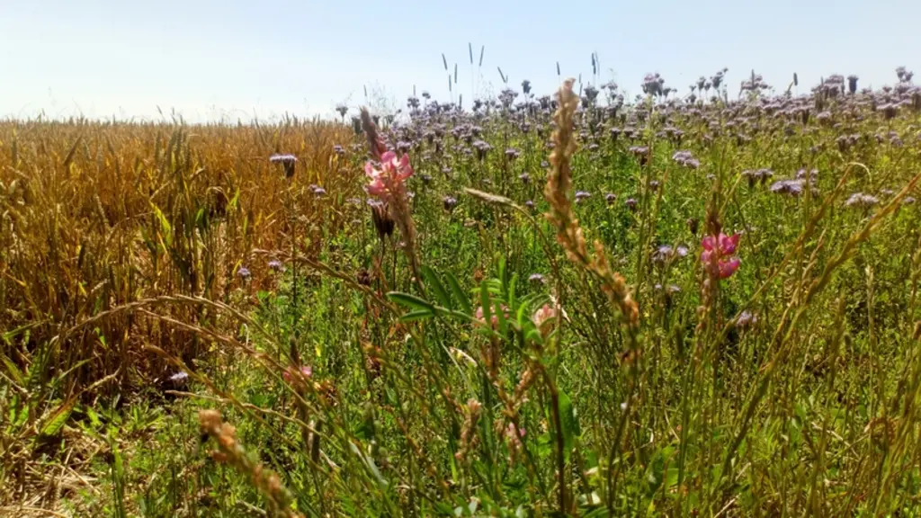 Le sainfoin (premier plan) est une légumineuse très attractive des insectes pollinisateurs. © M.-C. Gaillard/Chambre ...