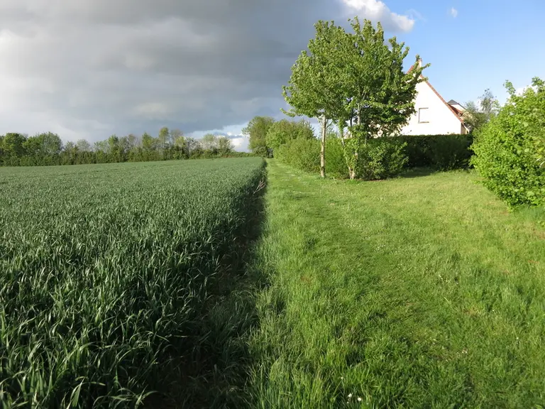 Avec les règles actuelles, les ZNT posent la question de l'entretien et du salissement des bords de champs. © M.-A. Carré