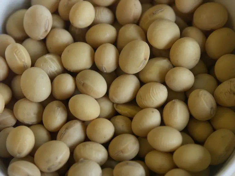 Les variétés à graines présentant un hile clair sont recherchées pour certains débouchés industriels destinés à l'alimentation humaine. © Terres Inovi